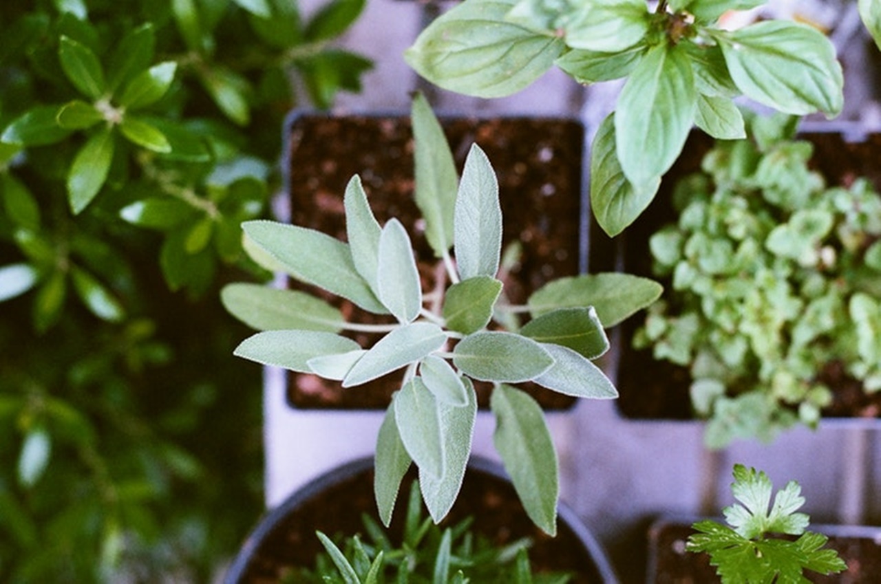 Antimicrobial Herbs In The Garden