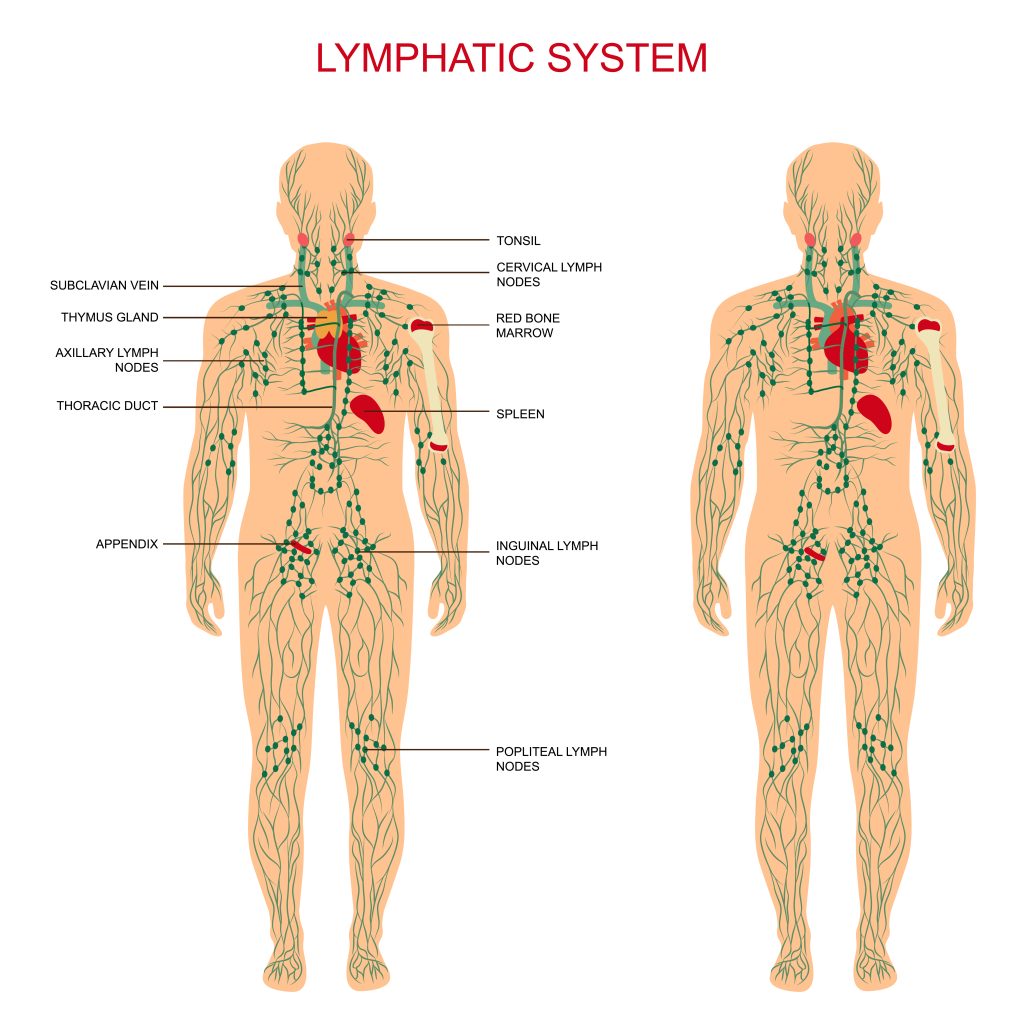 Herxheimer Reaction: 5 Most Helpful Tips on Dealing with It | Herxheimer reaction lymphatic system medical illustration lymph nodes Herxheimer reaction - lymphatic system, medical illustration, lymph nodes