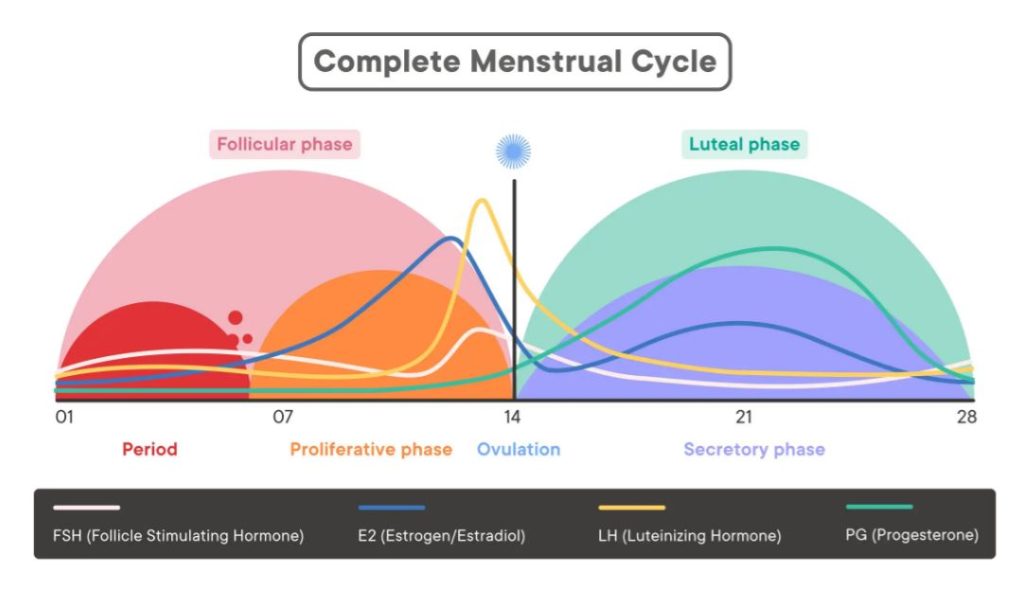 Cycle Mapping: The Best Foods, Workouts And Supplements for Your Cycle | Cycle Mapping complete menstrual cycle Cycle Mapping - complete menstrual cycle